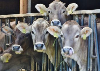 A vaca foi pro brejo