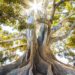 Roots